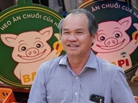 Đàn heo ăn chuối của bầu Đức giờ ra sao?