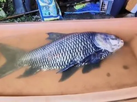 Người dân bắt được con cá chép khổng lồ nặng 60kg gần bờ sông