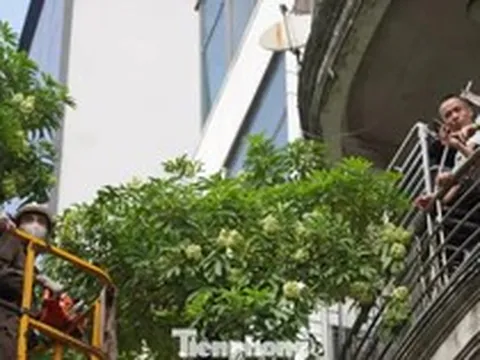 Hà Nội sẽ thay thế hoa sữa phố Nguyễn Du bằng cây sao đen