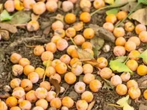 Từ vụ hoa sữa Hà Nội, các quốc gia ứng xử thế nào với cây biểu tượng?
