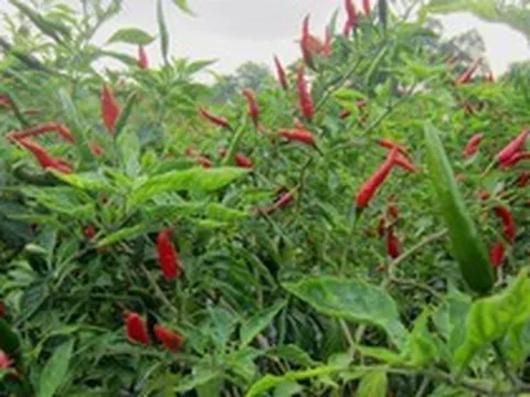Loại quả cho không đầy chợ Việt được Lào, Mỹ ráo riết săn lùng: xuất khẩu tăng gấp đôi, nước ta có sản lượng hàng trăm nghìn tấn mỗi năm