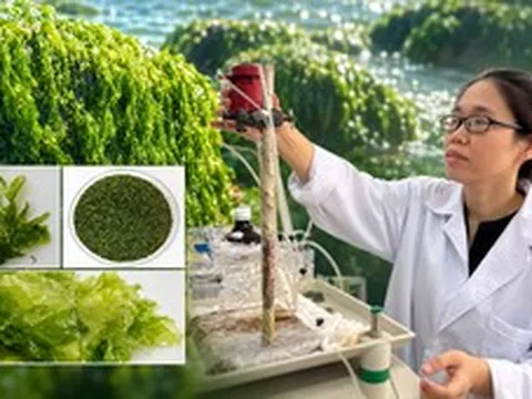Phát hiện chưa từng được công bố từ 2 loài quen thuộc ở Việt Nam: Tiềm năng chống ung thư