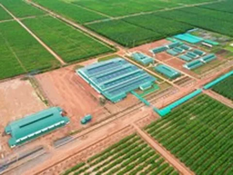 Việt Nam có một tỷ phú sang Lào, Campuchia trồng bưởi nuôi bò: Sản lượng 60.000 tấn trái mỗi vụ, mục tiêu sở hữu hơn 200.000 con bò