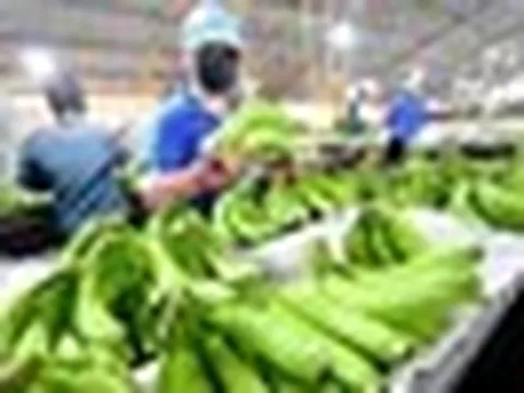 Đại gia dầu mỏ tìm nguồn cung chuối Việt Nam: Nhu cầu 5–9 container mỗi tuần, 4-6 nải/buồng...