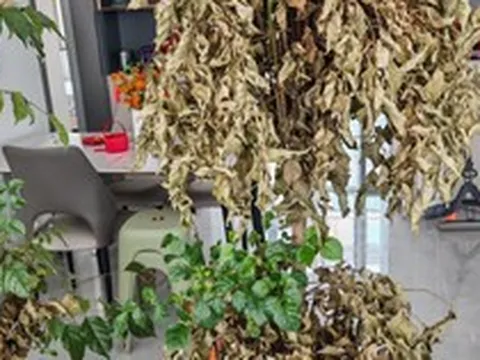 Nhà chật đừng vội trách thiếu mét vuông: VỨT 4 thứ vô dụng này đi, không gian rộng ra trông thấy