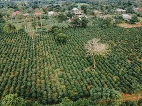Quảng Trị: Định hướng tương lai cho ngành hàng cà phê đặc sản