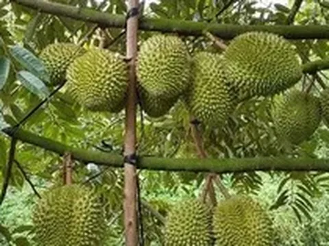 Xuất khẩu rau quả sát mốc 10 tỷ USD