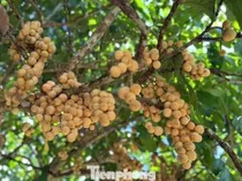 Bội thu đặc sản bòn bon 'tiến vua'