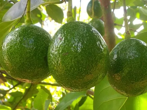 Muốn chăm sóc não bộ, đừng bỏ qua 3 loại quả này