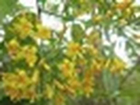 5 học sinh ở Đà Nẵng ăn lá ngón, 1 em tử vong