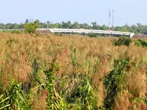 Lau trổ đầy đồng, dân nói hết lũ, thời tiết từ nay đến tháng 4-2027 thế nào?