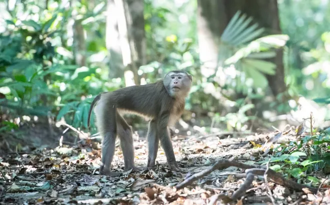 Ở nơi có nhiều loài cây trong Sách Đỏ và dễ gặp động vật quý hiếm