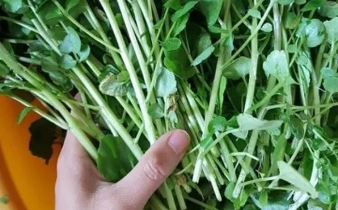 Loại rau "đại bổ" trồng một lần ăn 10 năm, có chứa nhiều omega-3 rất tốt cho trẻ